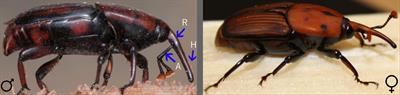 Red palm weevil olfactory proteins annotated from the rostrum provide insights into the essential role in chemosensation and chemoreception